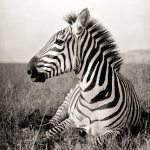 Зебра на отдыхе - черно-белая йотография
