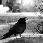 Черная ворона