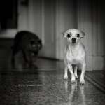 Собаки - черно-белые фотографии, картинки-0