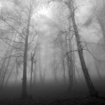 Деревья в тумане