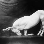 Животные - черно-белые фотографии, картинки-7