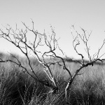Деревья - черно-белые фотографии, картинки-0